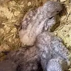 للبيع زوج روز مع انتاجة