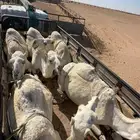 دنة ابل ونش هيدروليك مكاين معدات نخل جميع انحاء المملكة