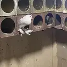 حمام نفاخ وقطايف