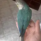 كنيور تركواز