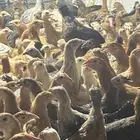 دجاجات بلدي