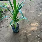 مشتل بجدة - جميع أنواع أشجار الزينة والظل