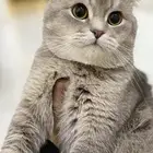 ذكر سكوتش للتزاوج