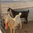 معزا