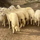 خرفان حريات طيبات في المجاردة من مراح وسم واحد
