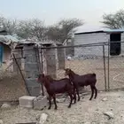 مشاريع فحول