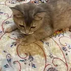 قطه تزاوج