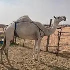 ضروبه سنها سديس سليمه العذاريب للبيع