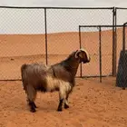 تيس للبيع