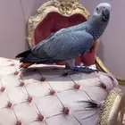 كلسكو اليف