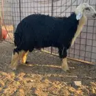 خرووف نجدي جذع ذبيحة