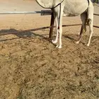 ناقه وضحا عشرا