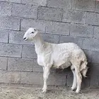 مشروع فحل حري فاخر