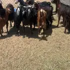 معزا عوارض صنف