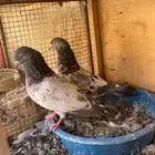 حمام باكستاني