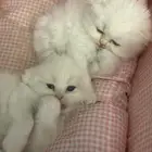 قطط للبيع