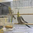 جوز كروان نورمل جاهز الإنتاج