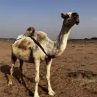 ناقه عشرا