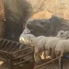 رخال حريات ذبايح