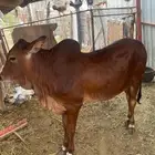 الحجرة. .الجرين- وادي مدع