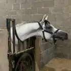 حصان واهو
