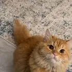 قط شيرازي بيور للبيع ب 400 ريال