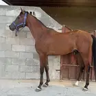 حصان شعبي