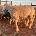 ذبايح بر نعيم وحري الموقع رماح متوفر توصيل