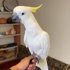كوكاتو سلفر كرستد