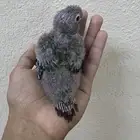 فرخ كنيور قرين شك