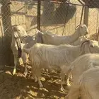 معزا بيض ومطورات