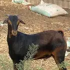 عتود للبيع