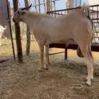 تيس بيشي صنف فاخر