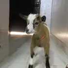 للبيع ماعز قزم