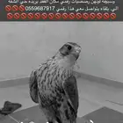 طير مفقود ببريده