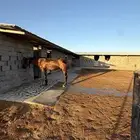 ايواء خيل قريب من شقراء