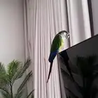 كنيور للبيع