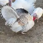 خميس مشيط طريق الملك عبدالله