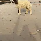 خروف مشروع فحل