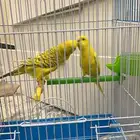 طيور حب منتجه شرط