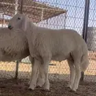 للبيع مشاريع فحول معرفه اعمارها سته اشهور وشرط انها طيبه