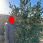 شجر زيتون