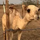 آبل للبيع او البدل بغنم