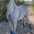 علومه بأخر صوره