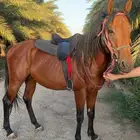 حصان ركوب