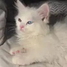 قط شيرازي