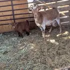 عنز قزميه والد