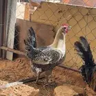 دجاج فيومي بياض شرط