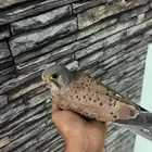 يوجد شبابيط العدد 6