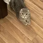 قطة سكوتش للتبني